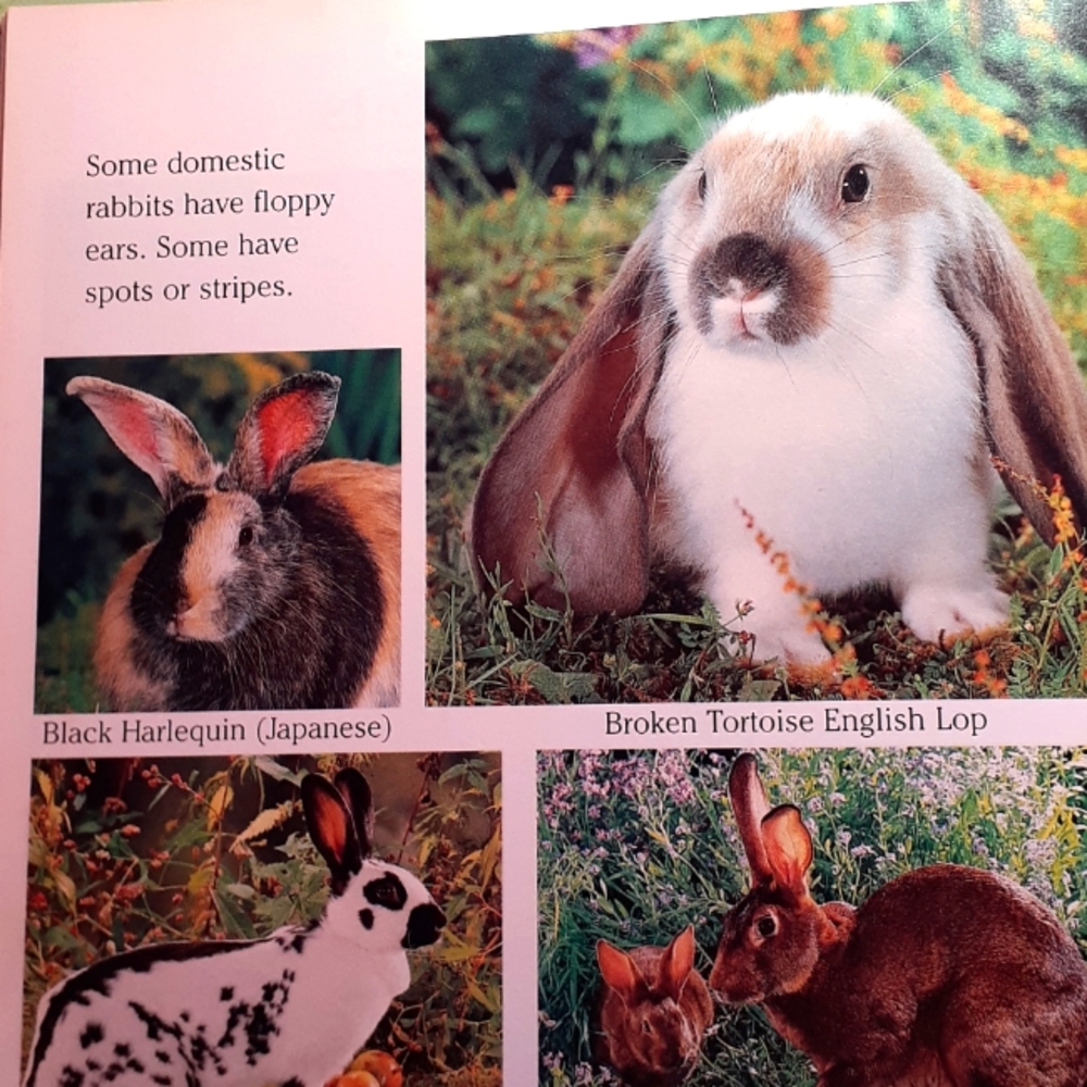 Child's Rabbit Book - Picture 3 of 7